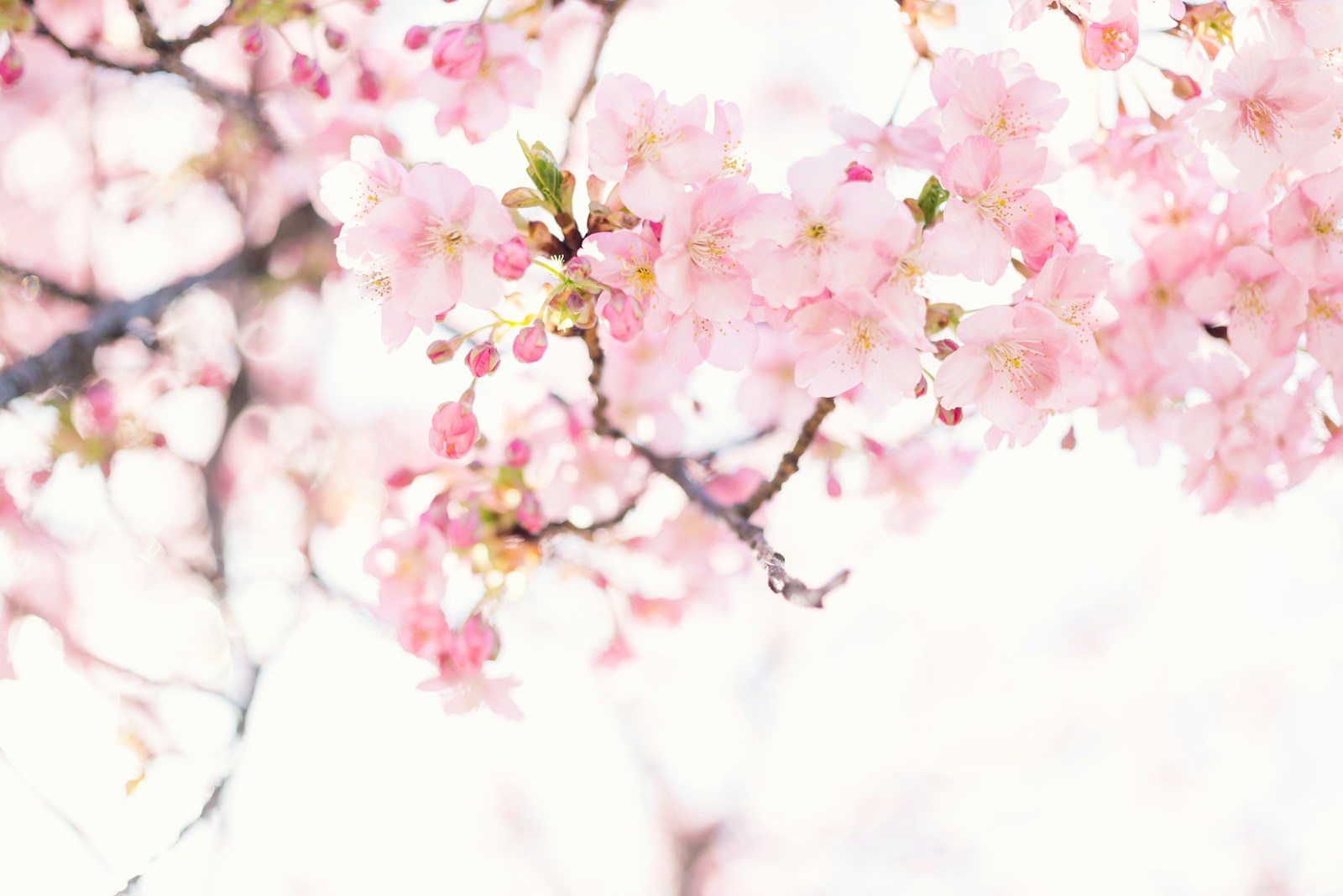 Photo by Masaaki Komori pink cherry blossom flower